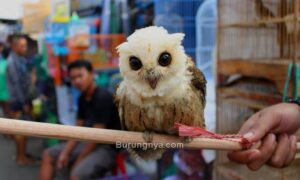 Pasar Burung Terbesar di Indonesia (pinterest.com)