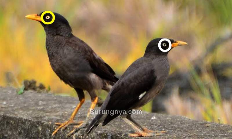 Perbedaan Karakter Jalak Kebo Mata Putih dan Mata Kuning - Burungnya.com