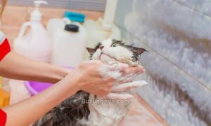 Shampo Manusia untuk Kucing (catlifetoday.com)