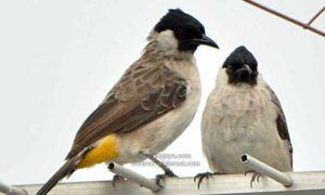 Alasan Suara Burung Kutilang Dihindari dan Dibenci
