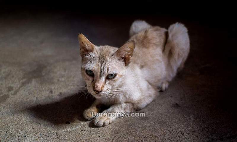 Berat Badan Kucing Turun (feline-nutrition.org)