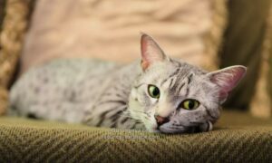 Cara Membuat Oralit Untuk Kucing Diare
