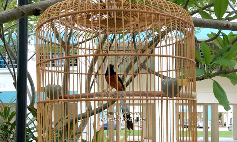 Cara Mengganti Sangkar Burung Baru Agar Tidak Stres