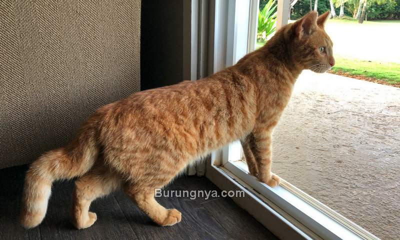 Kenapa Ekor Kucing Bengkok (tumblr.com)