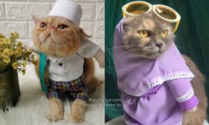 Kostum Baju Kucing Cosplay
