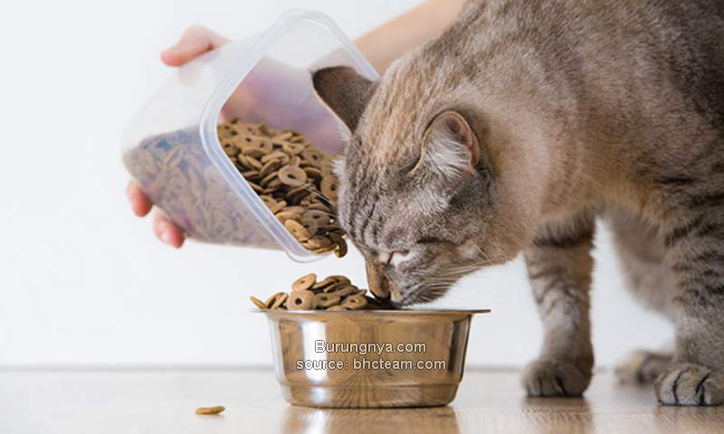 Makanan Kucing Termurah dan Berkualitas