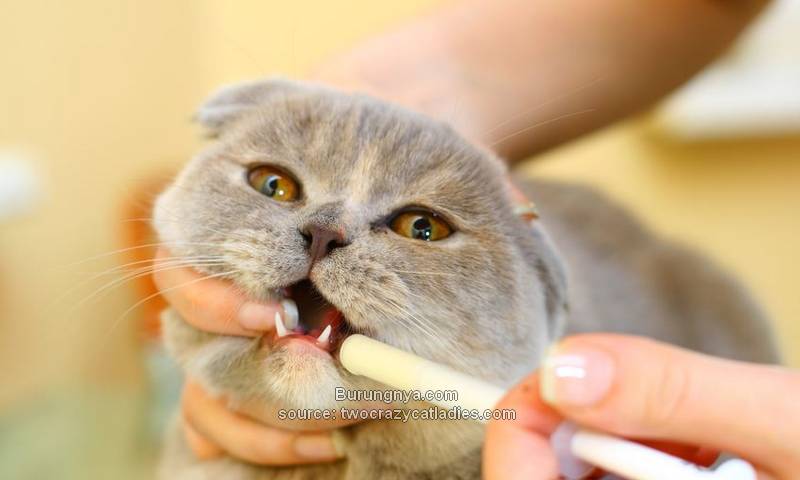 Cara Memberikan Obat untuk Kucing