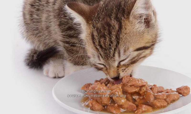 Cara Menyimpan Makanan Basah Kucing