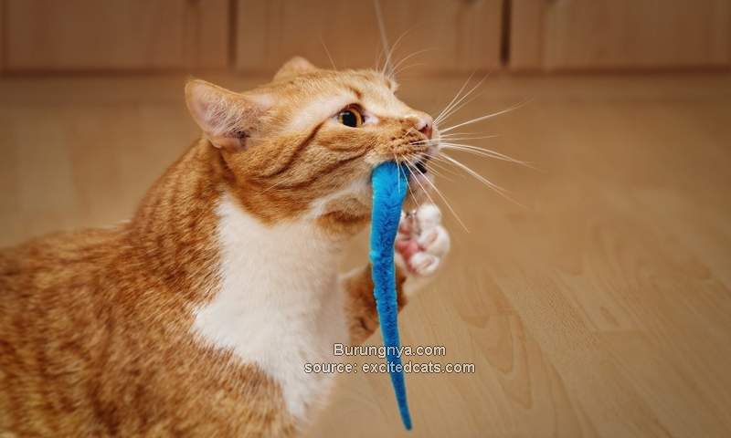 Kucing Makan Plastik dan Mengunyah Plastik