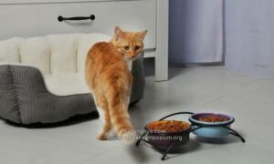 Penyebab Kucing Tidak Mau Makan Sama Sekali