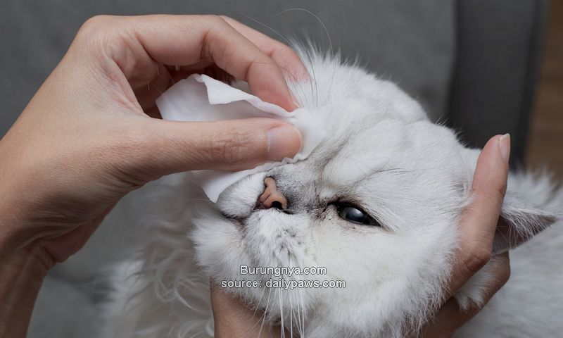 Cara Mengobati Mata Kucing Sakit Secara Tradisional