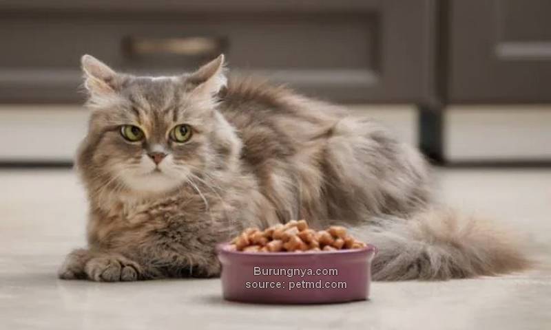 Makanan Kucing Anggora Buatan Sendiri