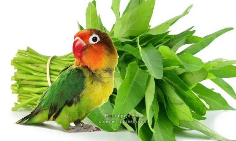 12 Manfaat Kangkung Untuk  Lovebird  Cepat Gacor Burungnya com