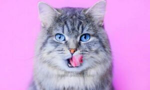 Nama Kucing Lucu Populer di Dunia Jantan dan Betina