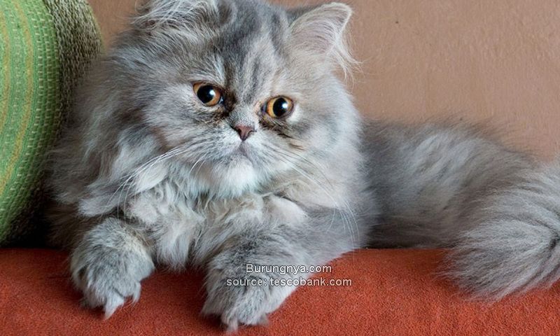 Perawatan Kucing Persia dan Ciri Fisik