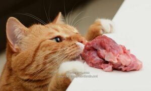 Akibat Kucing Makan Daging Sapi Mentah