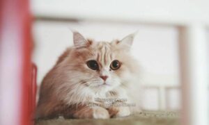Cara Merawat Kucing Anggora Tanpa Kandang