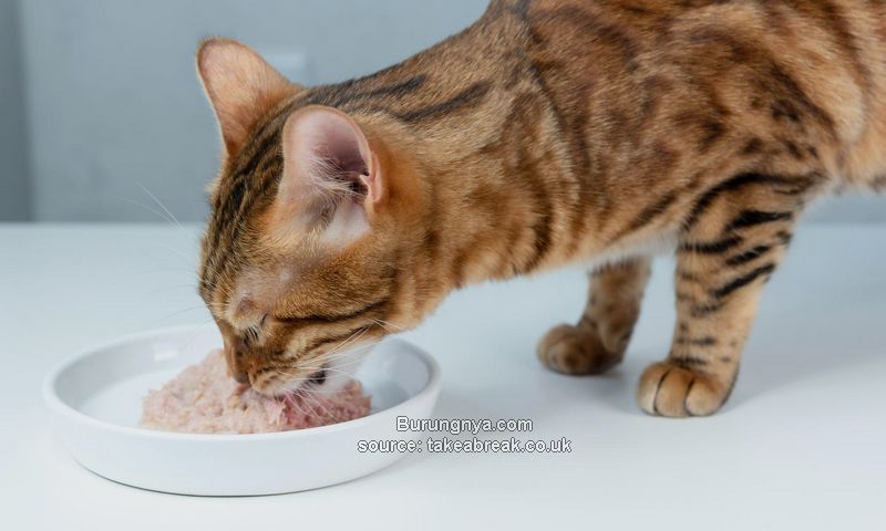 Jenis Makanan Kucing Basah Terbaik