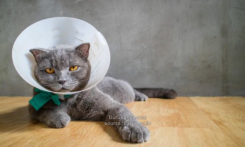 Manfaat Collar Cone Kucing