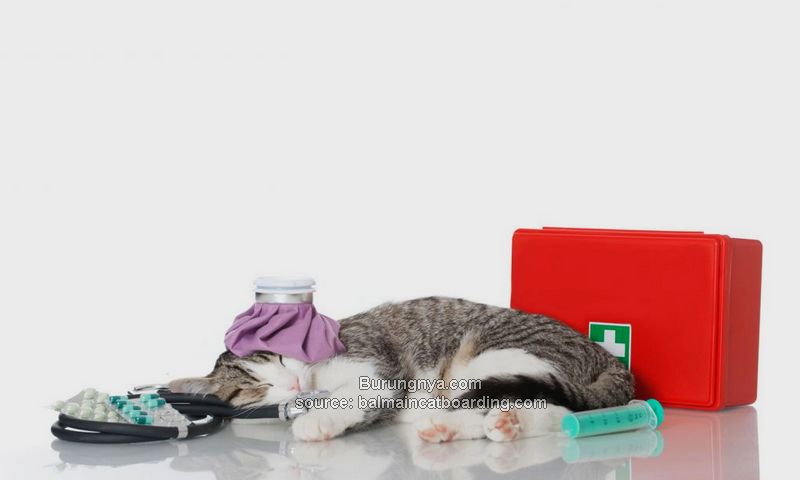 Obat Kucing dan P3K Kucing
