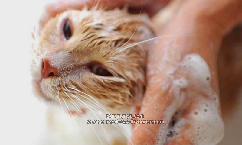 Shampo Bayi yang Aman Untuk Kucing
