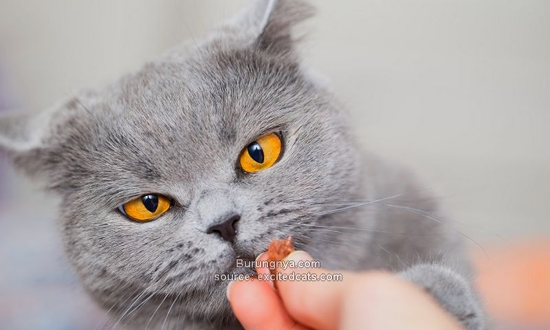 Vitamin Kucing Untuk Bulu