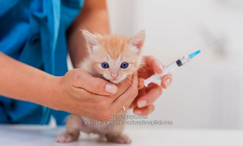 Harga Vaksin Kucing Terbaru