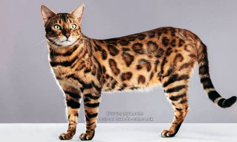 Kucing Bengal Mirip Harimau