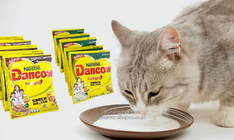 Kucing Minum Susu Dancow