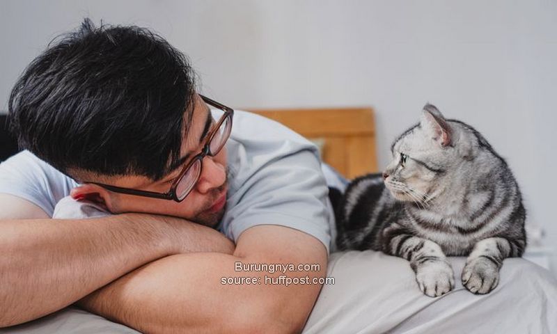 Kucing Sayang Sama Pemiliknya