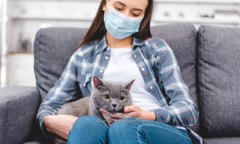 Obat Alami Untuk Alergi Kucing
