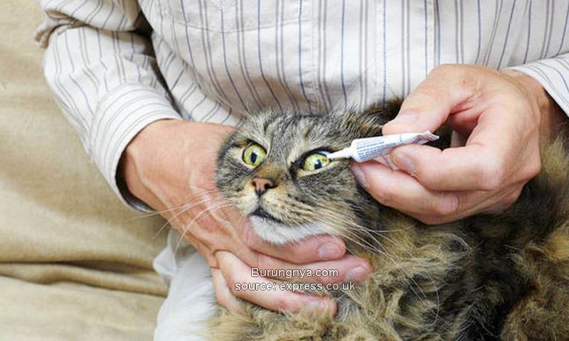 Obat Mata Kucing Belekan dan Berair