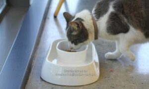 Tempat Makan Agar Makanan Kucing Tidak Dikerubungi Semut