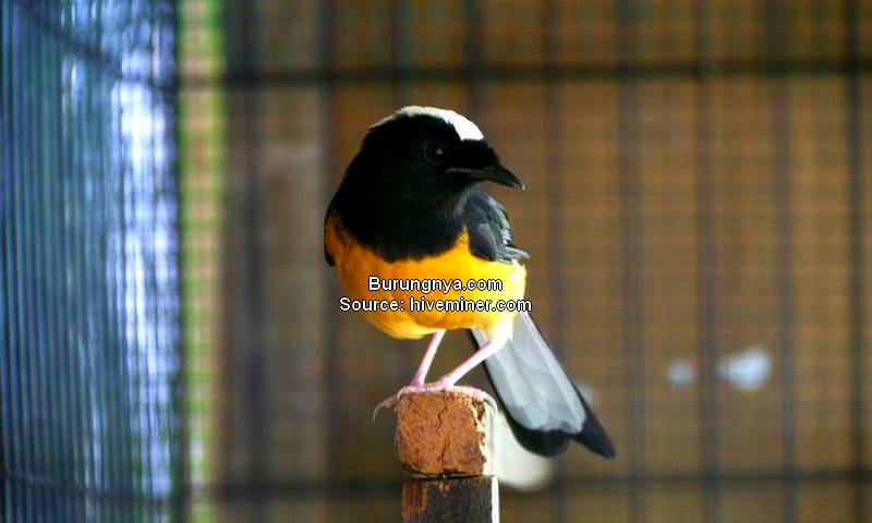 Jenis Burung Murai Batu Filipina