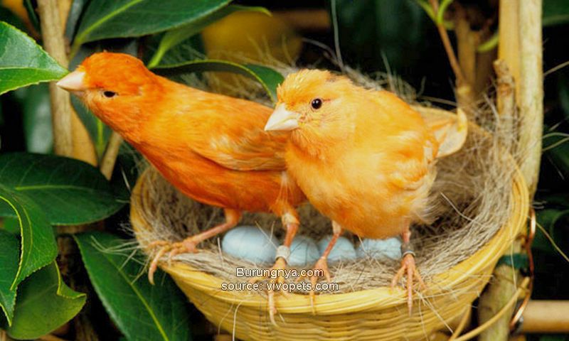 Makanan Ternak Burung Kenari Indukan dan Anakan
