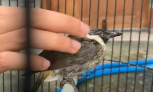 Tips Burung Rajin Bunyi dengan Terapi Lapar
