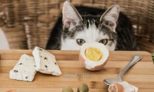 Makanan Manusia yang Aman untuk Makanannya Kucing