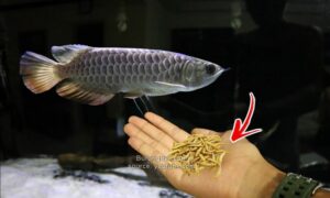 Makanan Ikan Arwana