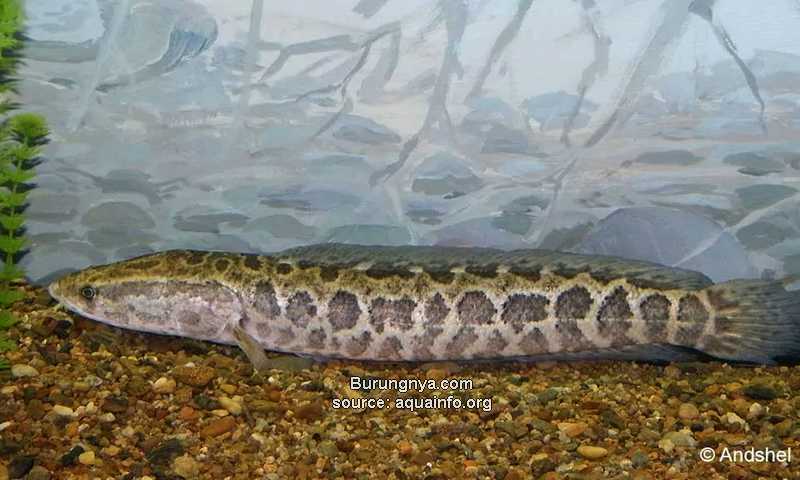 Ikan Channa Argus