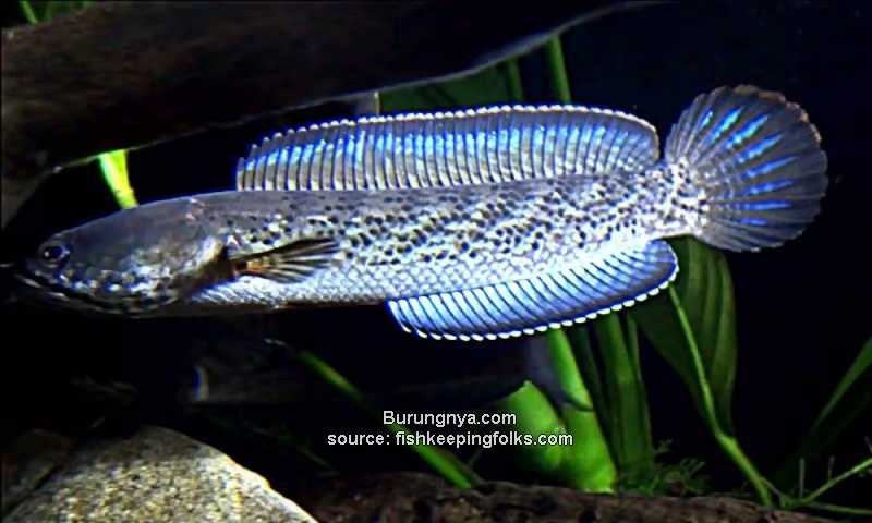 Ikan Channa Stewartii