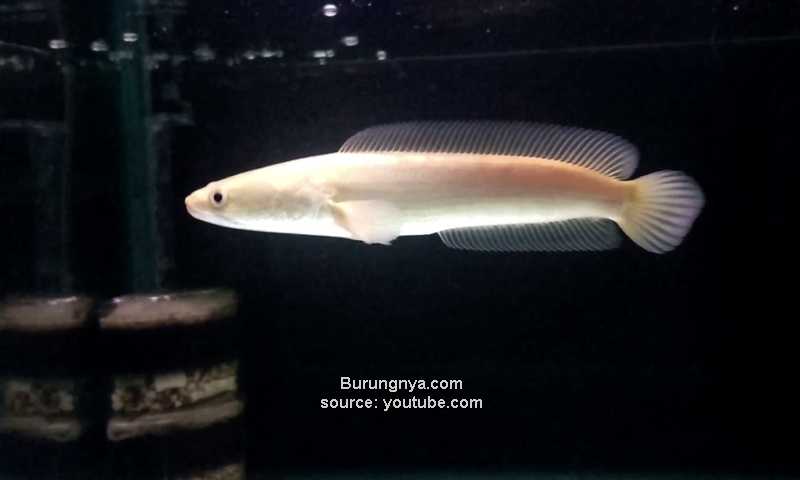 Ikan Channa Striata Albino