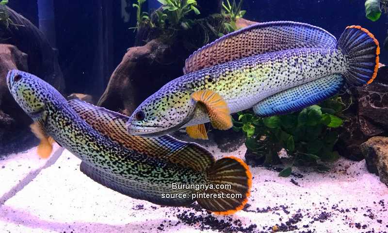Jenis Ikan Channa Termahal