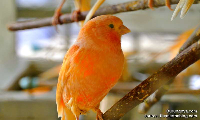 Burung Kenari betina warna orange indah dan gacor.