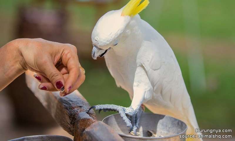 Cara Memberi Makanan Burung Kakak tua