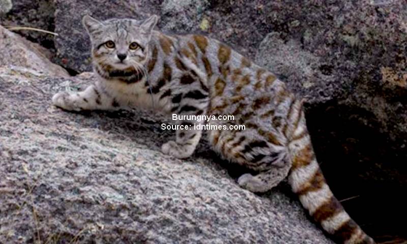 Jenis Kucing Langka di Dunia Andean Mountain Cat