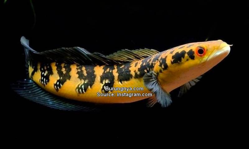Ikan Channa Maru YS Kuning Yellow Sentarum