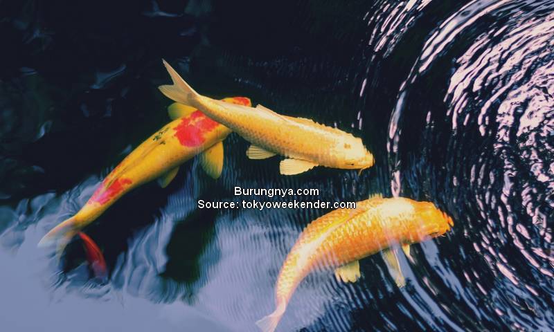 Ikan Koi Tertua di Dunia Hanako