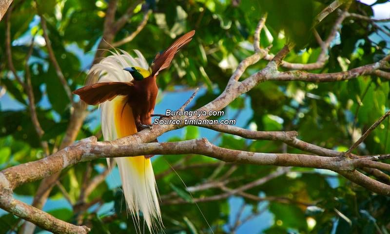 Jenis Burung Cenderawasih Tercantik di Indonesia