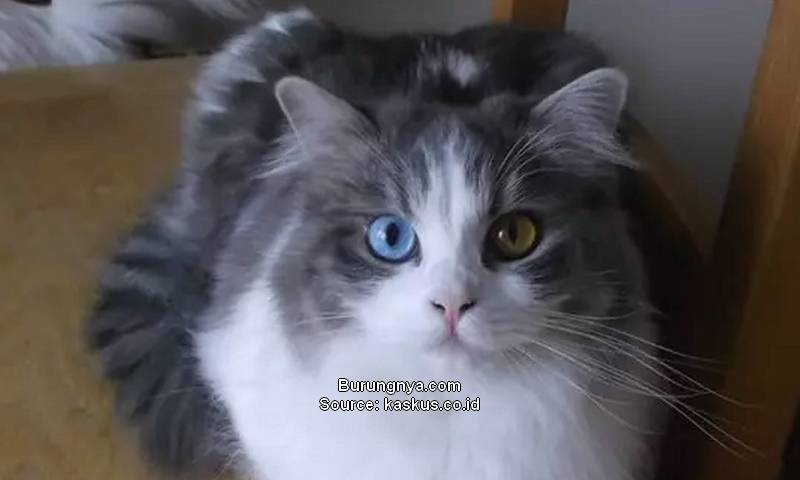 Kucing Odd Eye Tidak Hanya Bulu Putih
