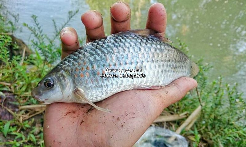 Mancing Ikan Nilem dengan Umpan Kelapa Muda